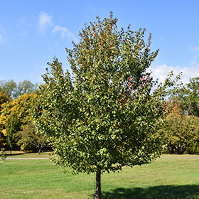 Deciduous Tree Photo