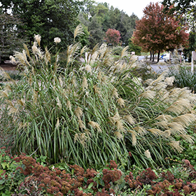Plant Photo 10