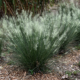 Plant Photo 6