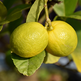 Fruit Tree Photo