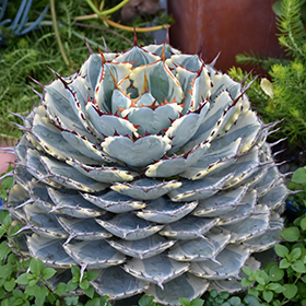 Succulent Photo