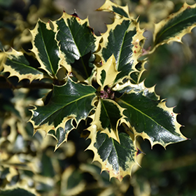 Broadleaf Evergreen Shrub Photo