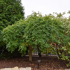 Plant Photo 8