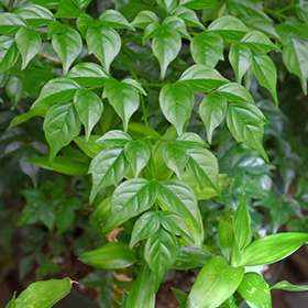 Plant Photo 5