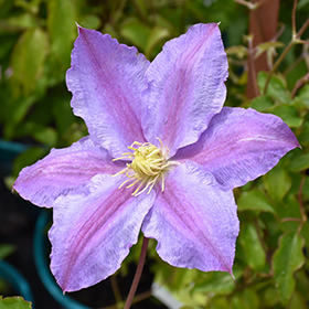 Plant Photo 2