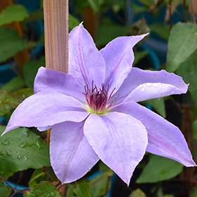 Plant Photo 7