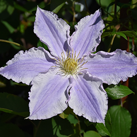 Plant Photo 6