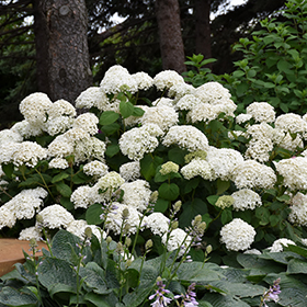 Hydrangea Photo