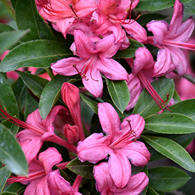 Plant Photo 9