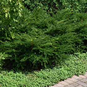 Plant Photo 1