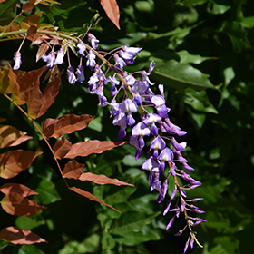Plant Photo 8