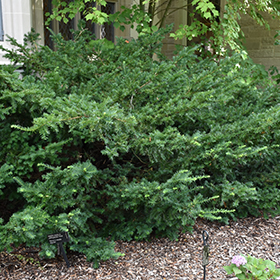 Plant Photo 9