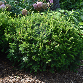Plant Photo 10