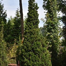 Plant Photo 8