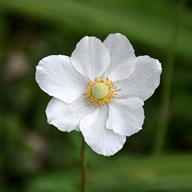Plant Photo 1
