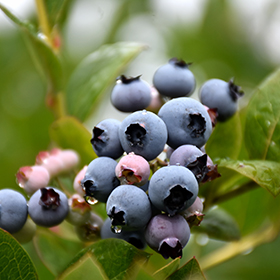 Edible Plant Photo