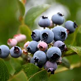 Small Fruit and Berry Photo