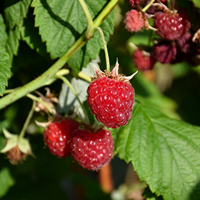 Plant Photo 4