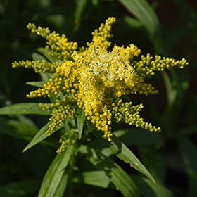 Plant Photo 7