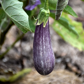Plant Photo 10