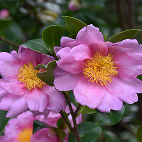 Plant Photo 3