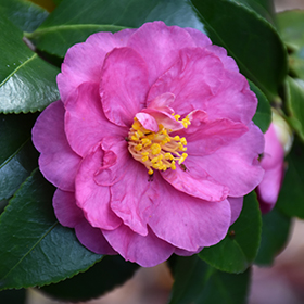 Plant Photo 2