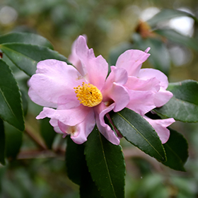 Plant Photo 1