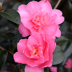 Plant Photo 4