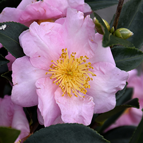 Plant Photo 9