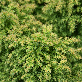 Plant Photo 7