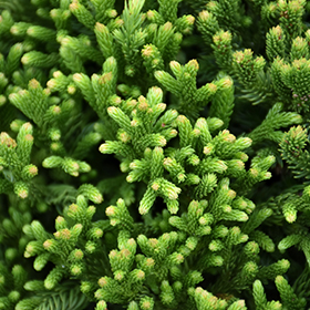 Plant Photo 9
