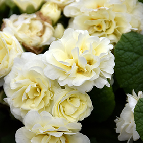 Plant Photo 2