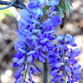 Plant Photo 1