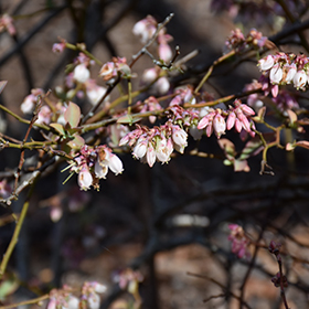 Plant Photo 4