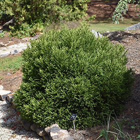 Plant Photo 1