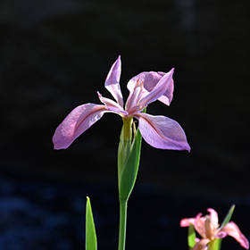 Plant Photo 5