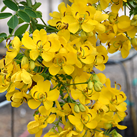 Plant Photo 7