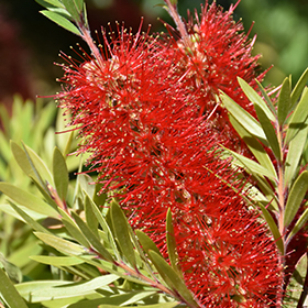 Plant Photo 7