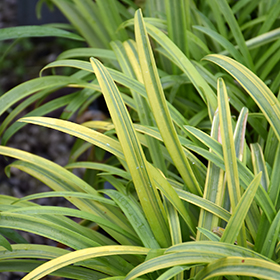 Plant Photo 4
