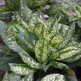 Plant Photo 8