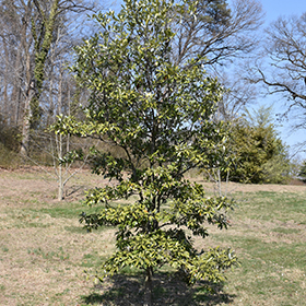 Plant Photo 1