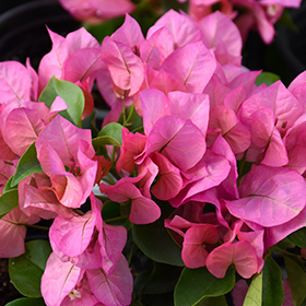 Plant Photo 8