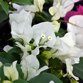 Plant Photo 10