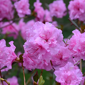 Plant Photo 10