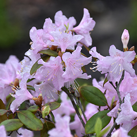 Plant Photo 3