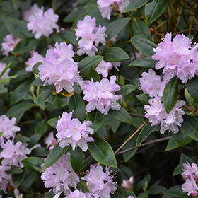 Plant Photo 5