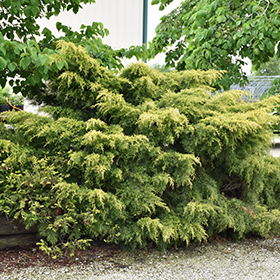 Plant Photo 9