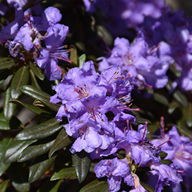 Plant Photo 10
