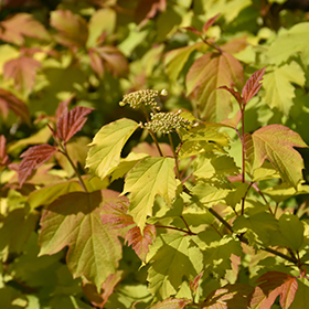 Plant Photo 6
