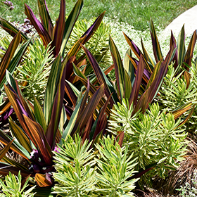 Plant Photo 4